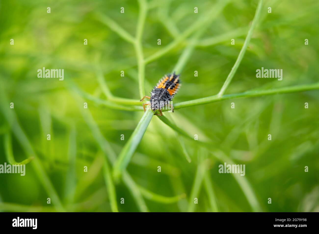 Marienkäfer-Larven oder Nymphen, die auf einer Fenchelpflanze kriechen. Schwarz orange gruselig aussehende Käfer vorteilhaft für jeden Garten, wie es verbraucht oder isst Blattläuse und andere Stockfoto