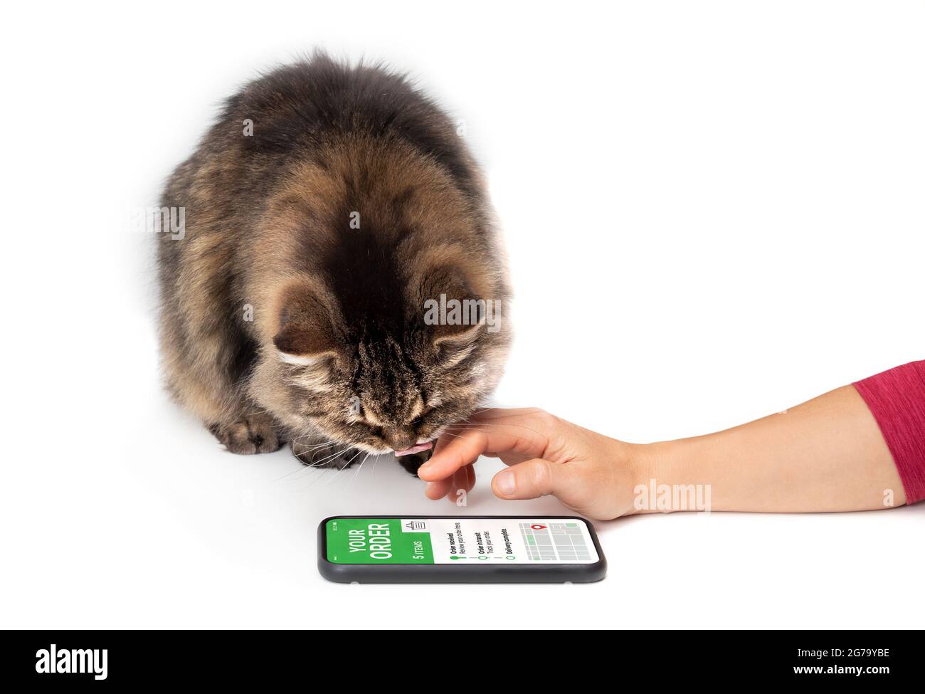 Katze und Frau, die sich die mobile Zustellungs-App anschaut. Weibliche Hand mit Smartphone und einer Katze, die auf den Bestellbildschirm schaut, während sie den Mund leckt. Stockfoto