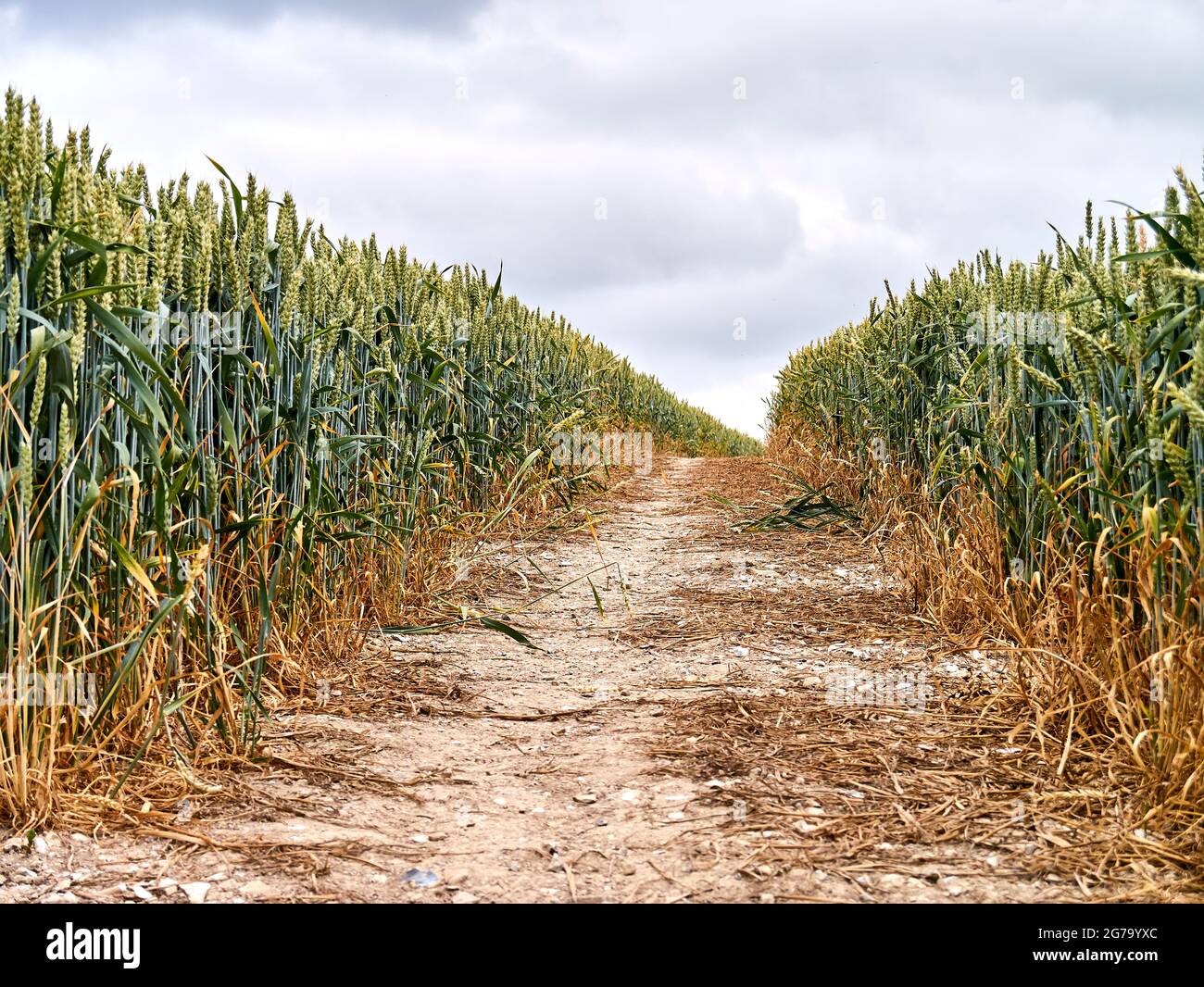 Ländliche Ansicht der britischen Agrarlandschaft Stockfoto