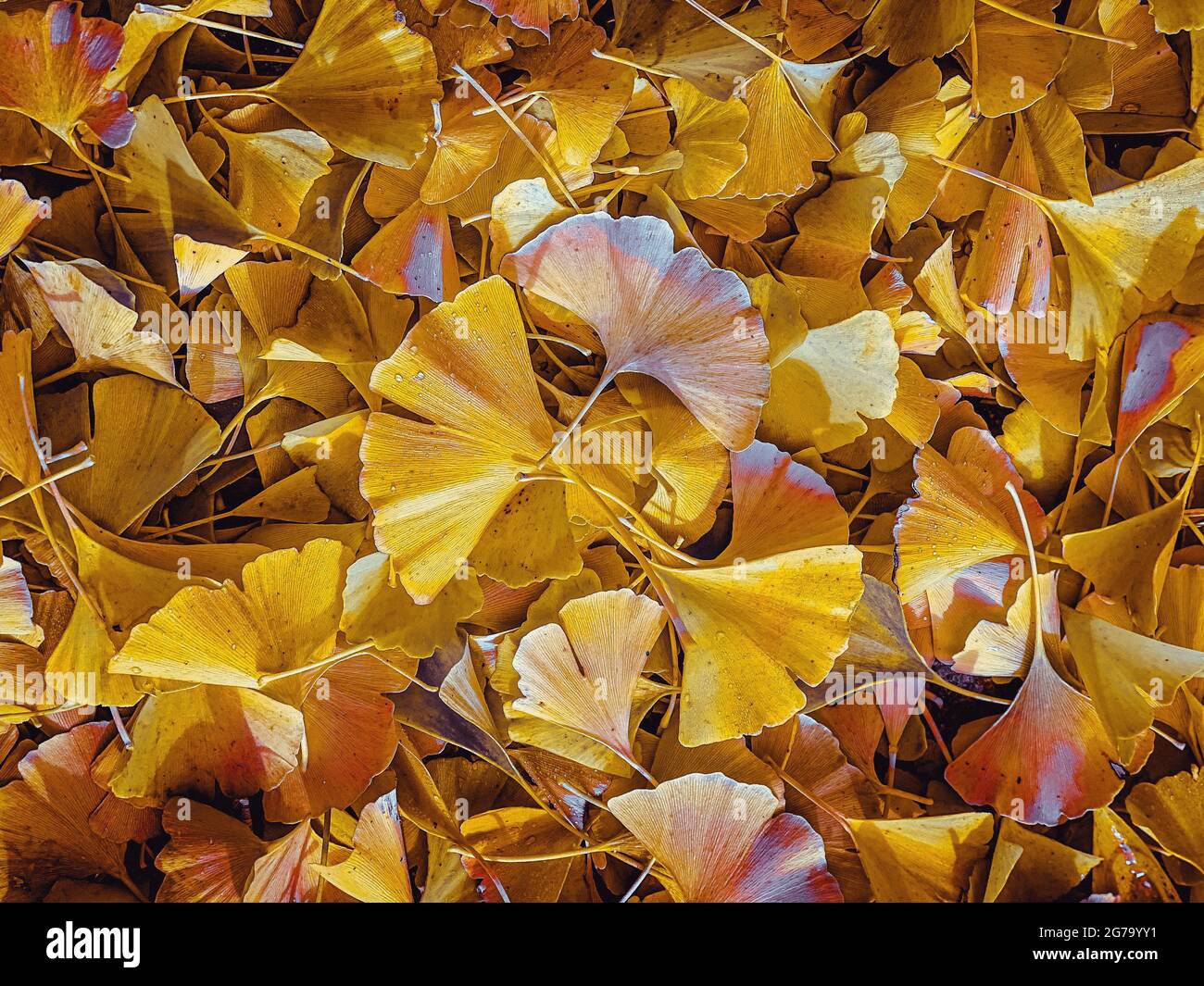 Ginkgo-Blätter, abgefallen, Herbst Stockfoto