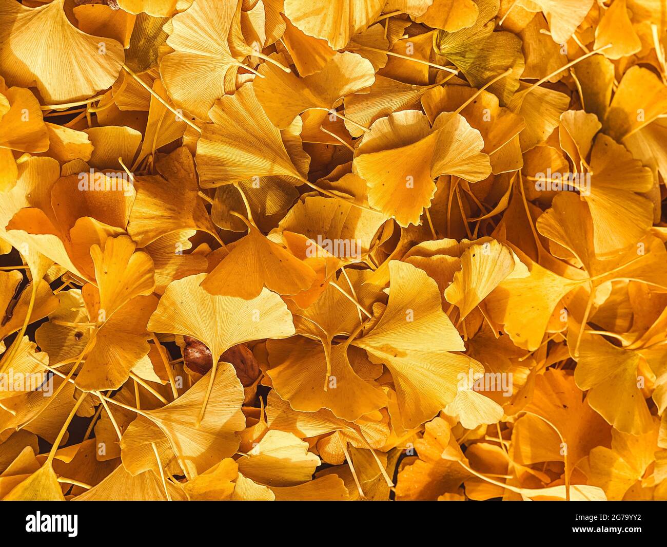 Ginkgo-Blätter, abgefallen, Herbst Stockfoto