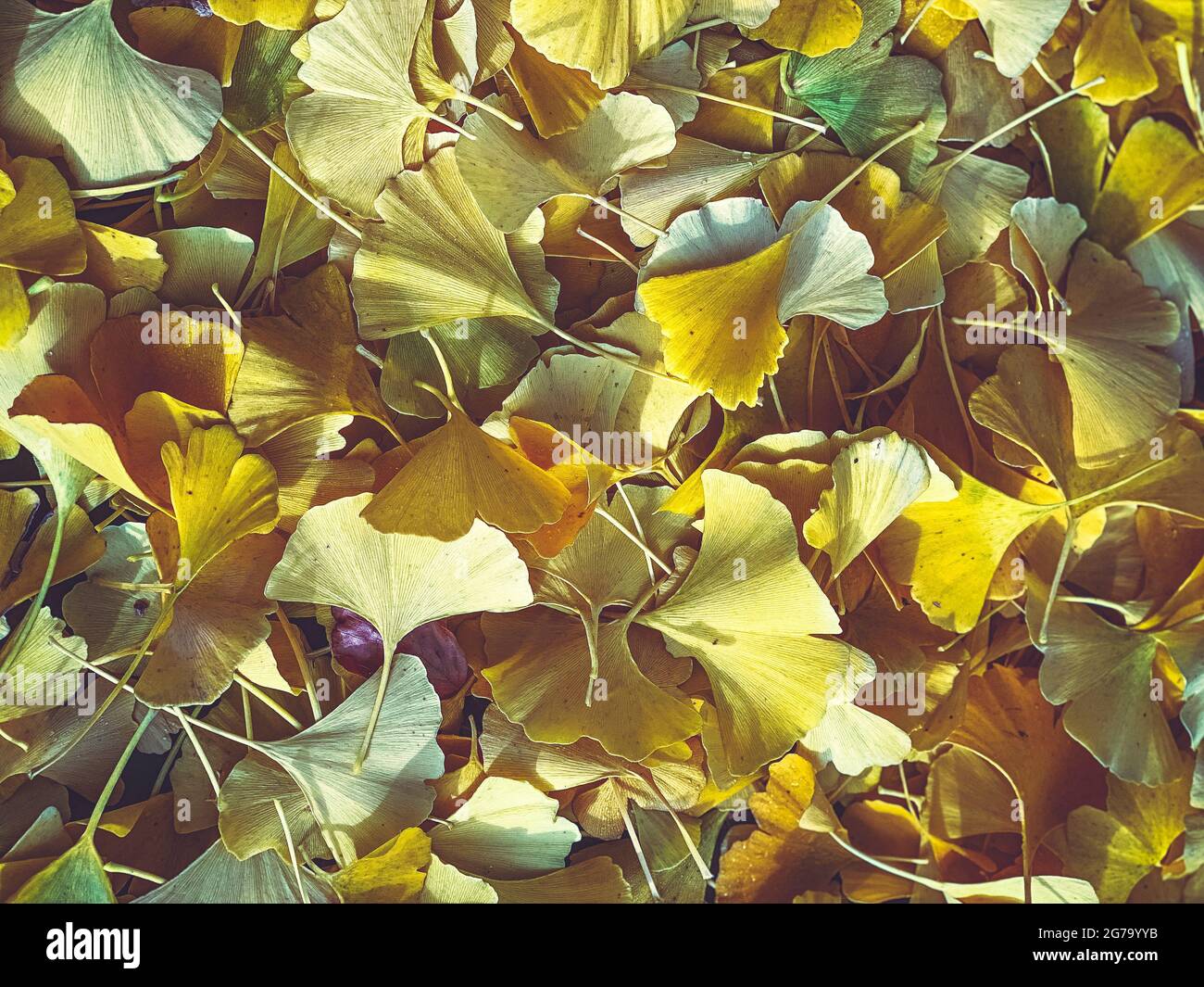 Ginkgo-Blätter, abgefallen, Herbst Stockfoto