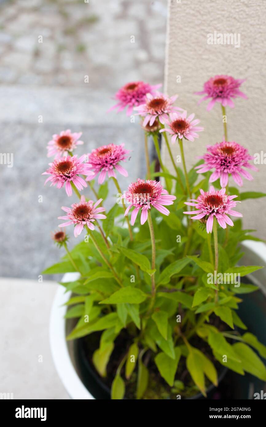 Pink Echinacea purpurea Butterfly Küsse in einem Topf auf der Terrasse - wunderschöne bienenfreundliche Perrenial-Kegelblumen Stockfoto