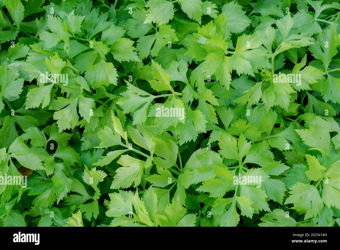 Sellerie-Plantage im Gemüsegarten Stockfoto