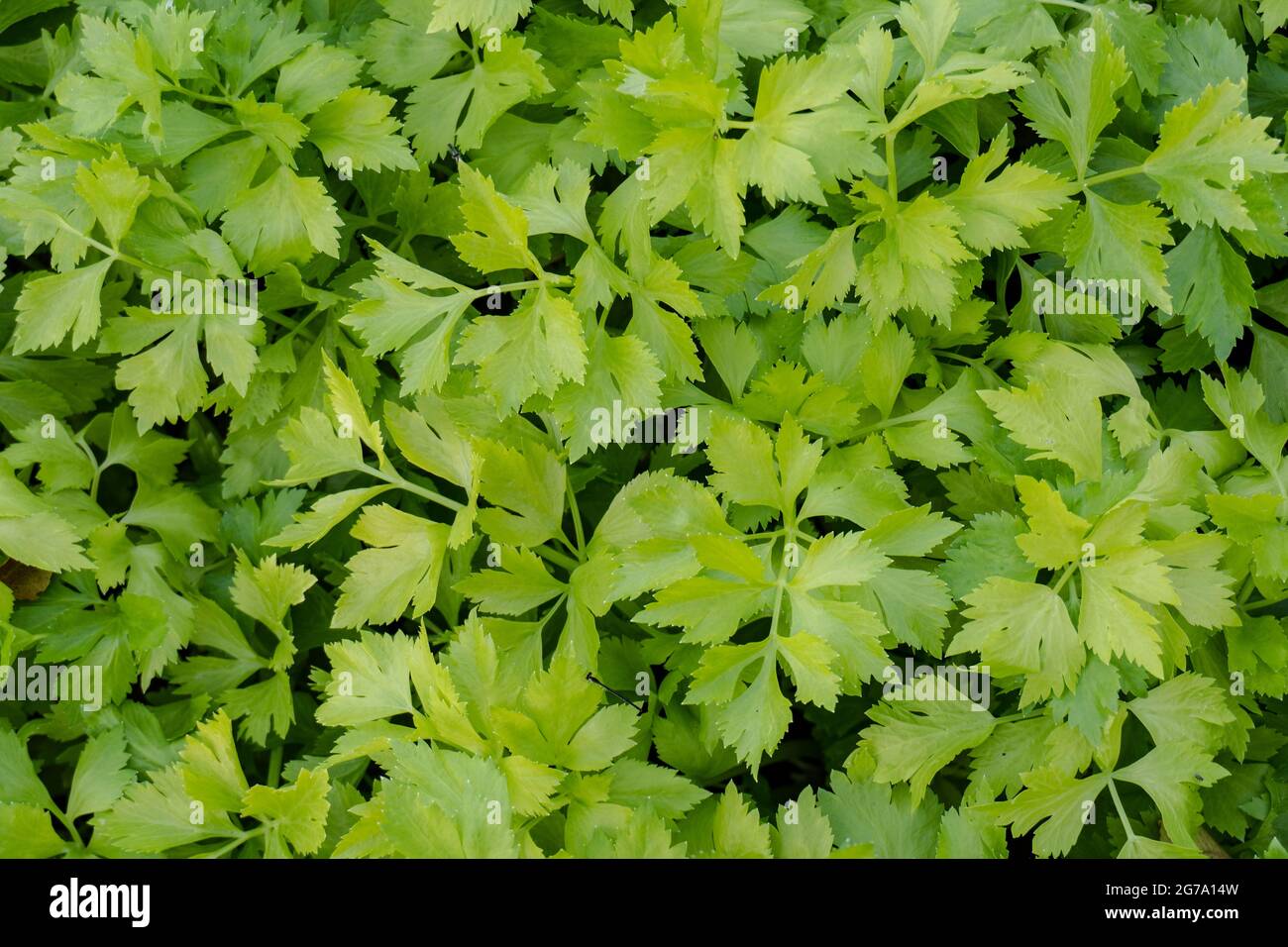 Sellerie-Plantage im Gemüsegarten Stockfoto