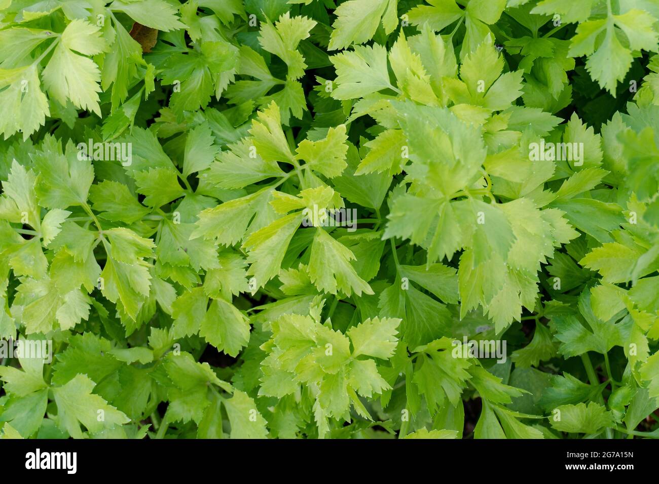 Sellerie-Plantage im Gemüsegarten Stockfoto