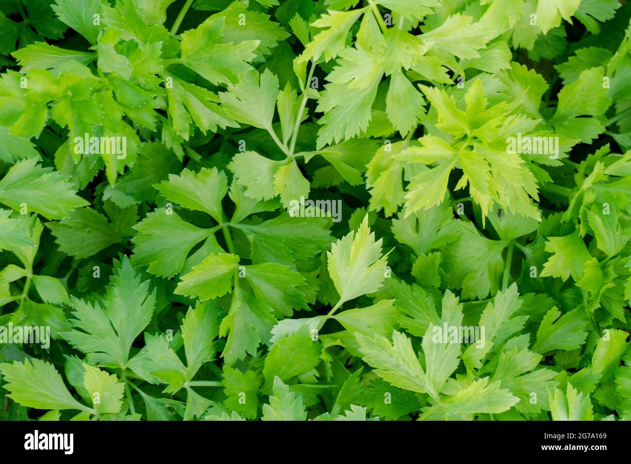 Sellerie-Plantage im Gemüsegarten Stockfoto