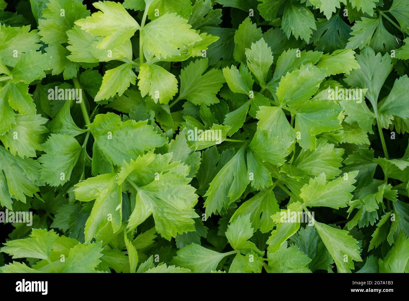 Sellerie-Plantage im Gemüsegarten Stockfoto