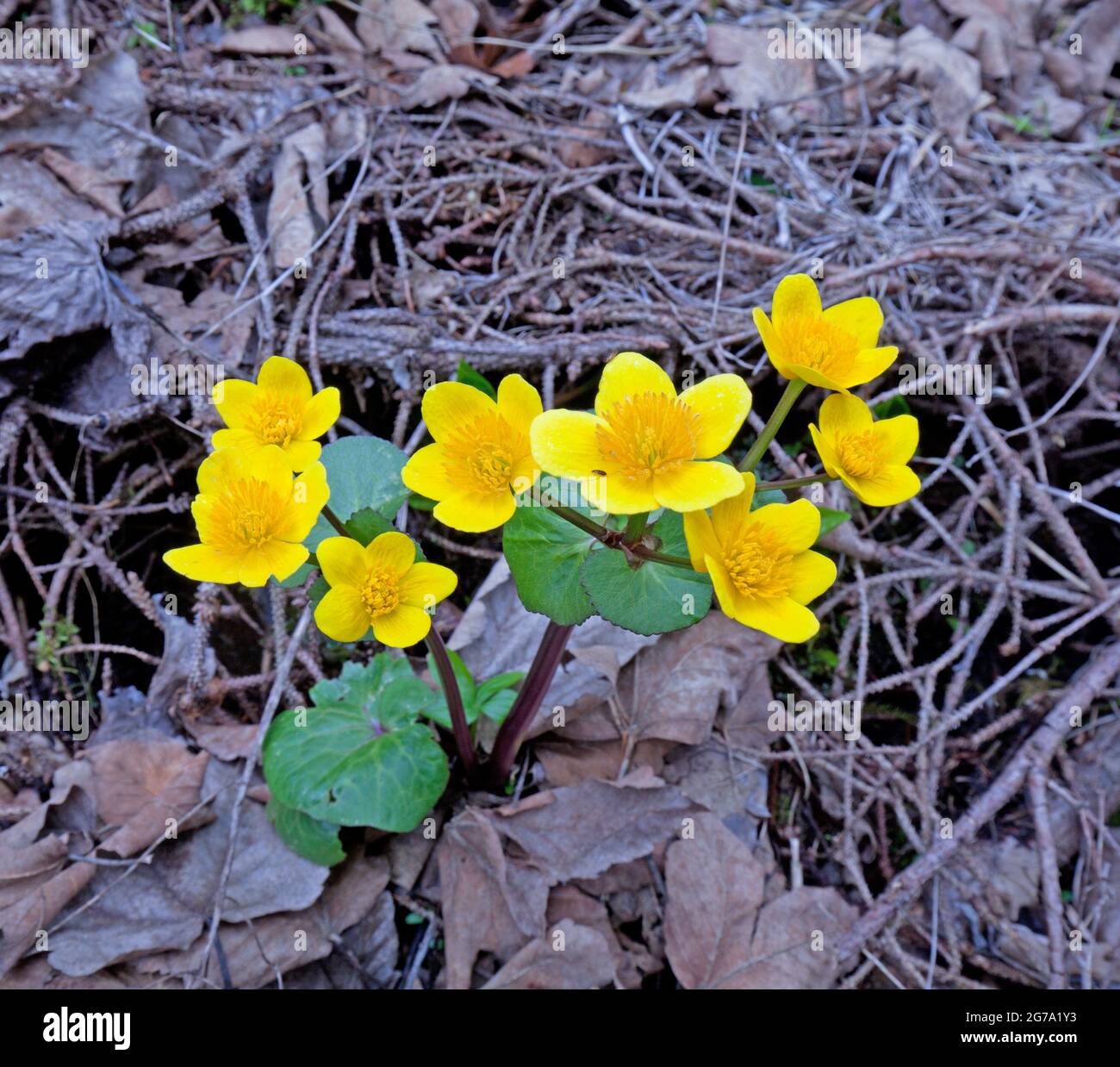 Der Sumpfmarigold bahnt sich im Frühjahr seinen Weg durch alte Fichtenzweige und Herbstblätter Stockfoto