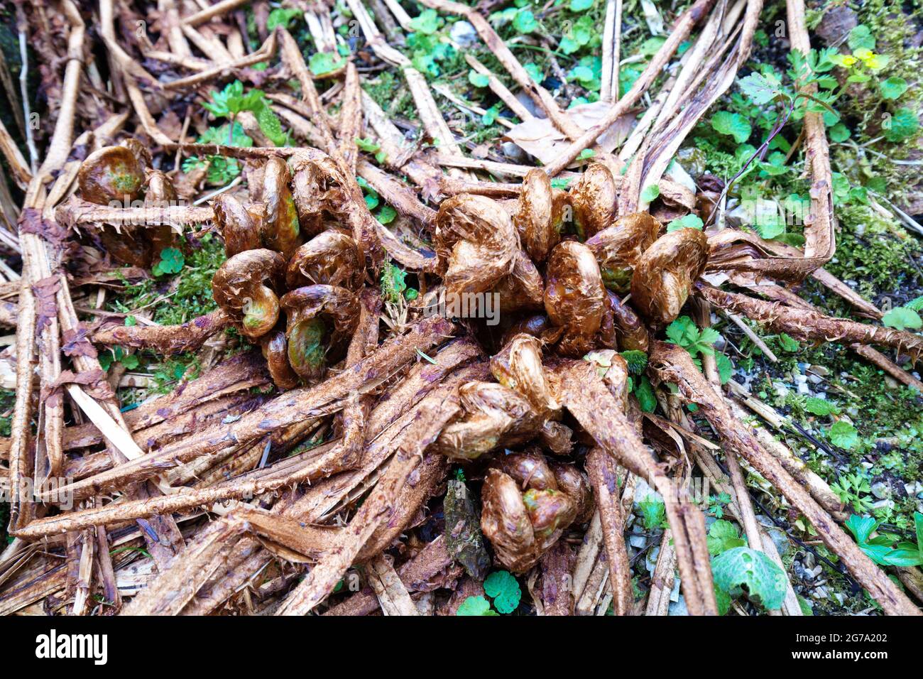 Der hirsch-Zungenfarn Asplenium scolopendrium beginnt im feuchten Bergwald zu driften, nachdem der Schnee geschmolzen ist Stockfoto