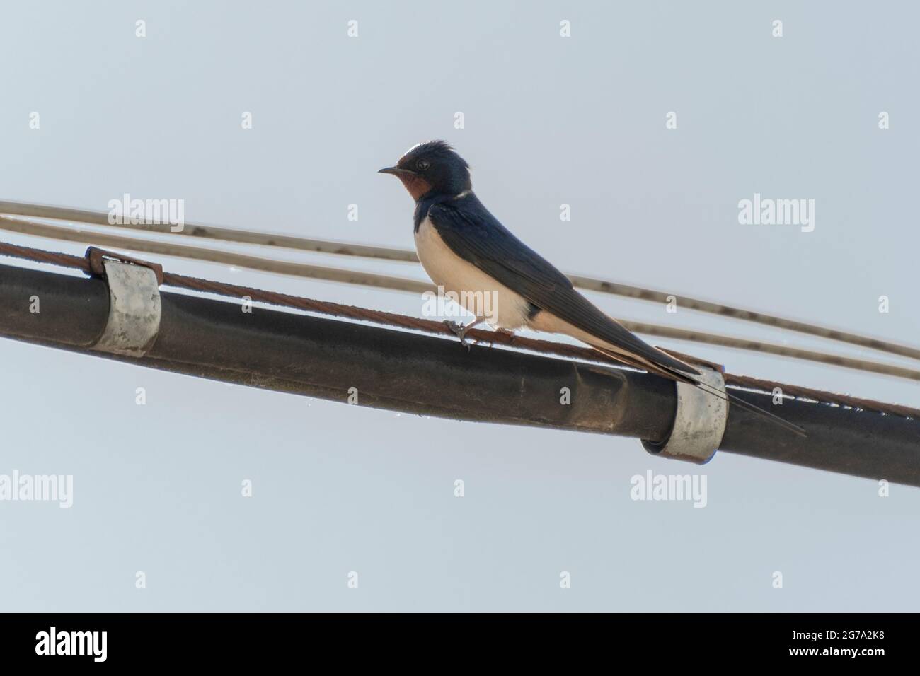 Schwalben Und Emblem Stockfotos Und Bilder Kaufen Alamy