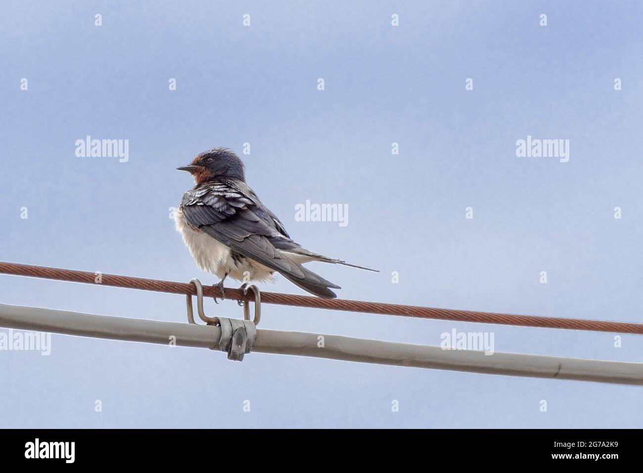 Schwalben Und Emblem Stockfotos Und Bilder Kaufen Alamy