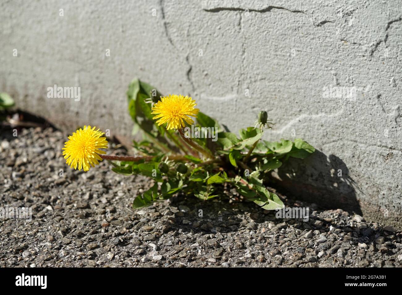 Deutschland, Bayern, Straßenrand, Mauer, Bürgersteig, Asphalt, aus einer Fuge wachsende Elendelionen, Nahaufnahme Stockfoto