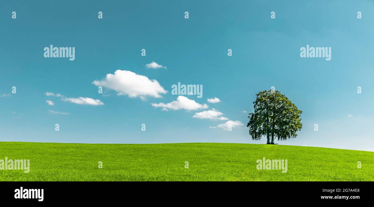 Grüner Baum auf einem Hügel Stockfoto