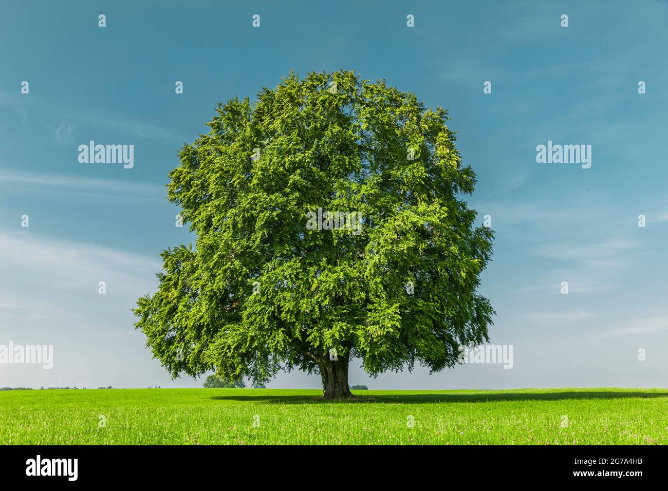 Grüner Baum auf einem Hügel Stockfoto