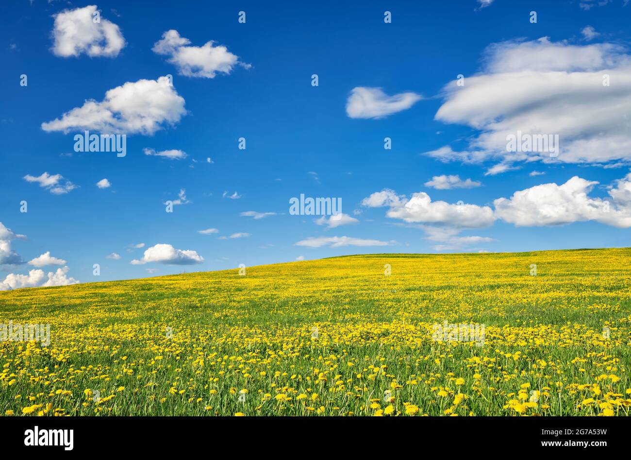 Meer von Blumen von gelb blühenden Dandelionen unter einem blauen Himmel und Wolken Stockfoto