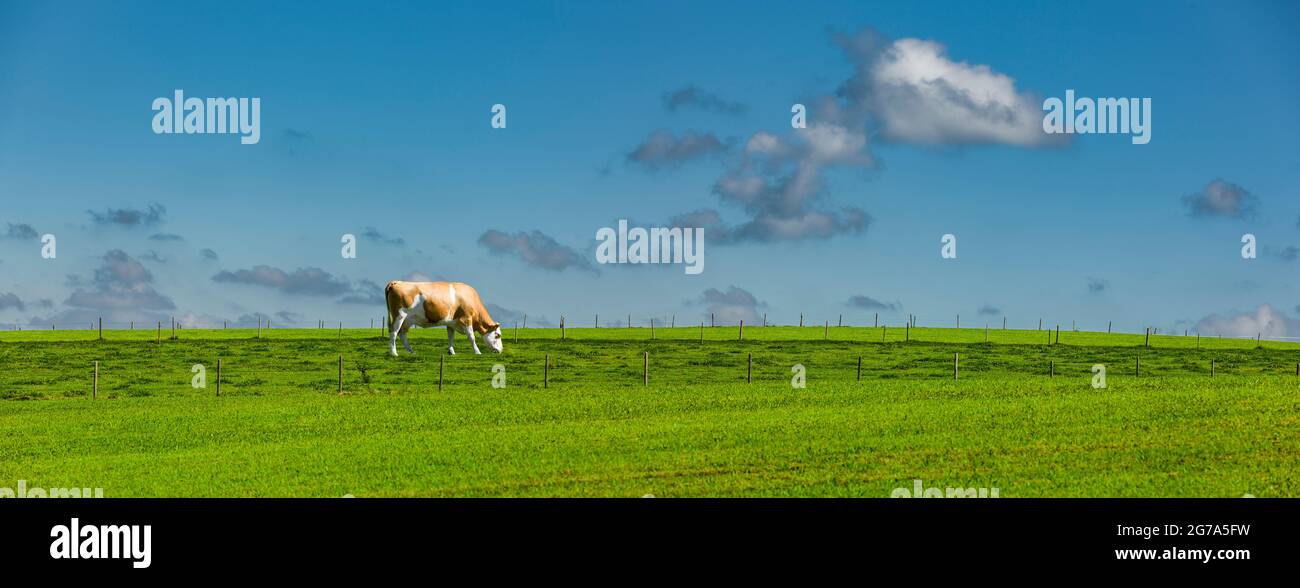 Kuh auf einer umzäunten Weide Stockfoto
