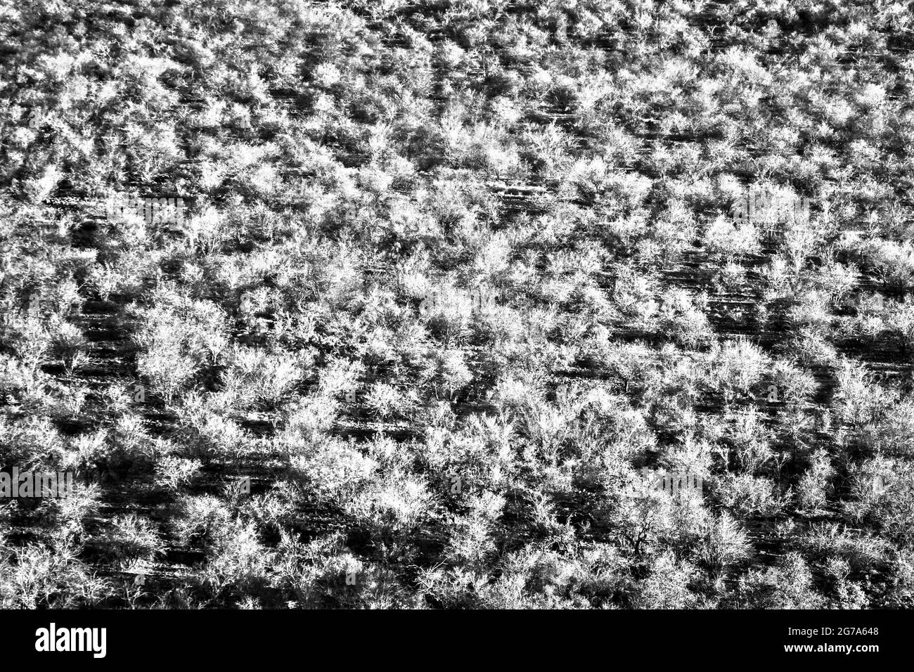 Bushveld in Herbstfarben Panoramablick im Kruger Nationalpark, Südafrika Stockfoto