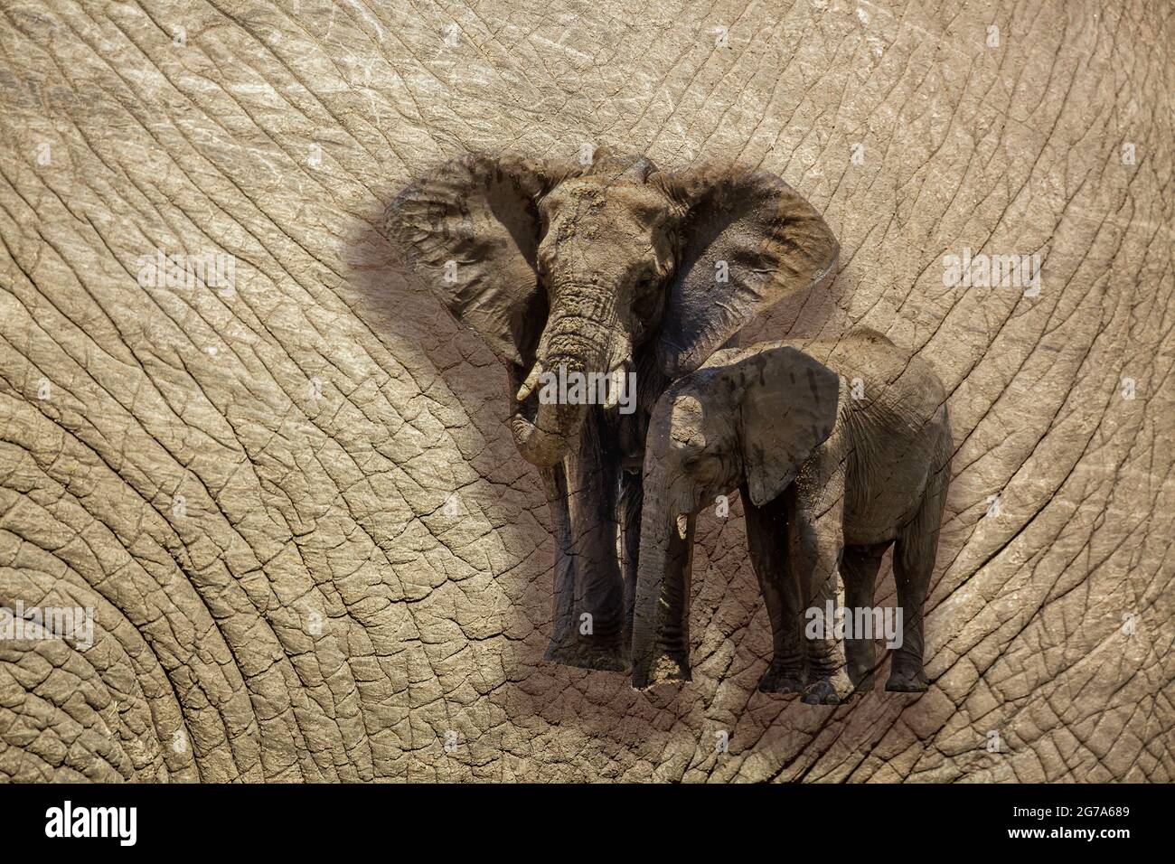 Nahaufnahme der afrikanischen Buschelefantenhaut mit mehreren Bildern; specie Loxodonta africana Familie der Elephantidae Stockfoto