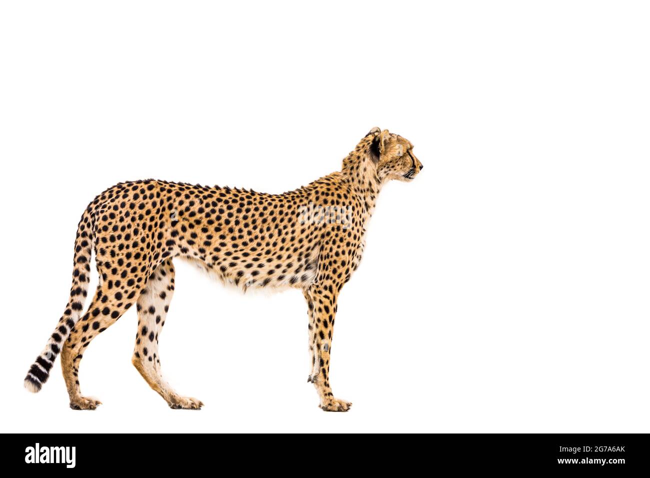 Gepard isoliert auf weißem Hintergrund in Kgalagadi Transfrontier Park, Südafrika; Specie Acinonyx jubatus Familie von Felidae Stockfoto