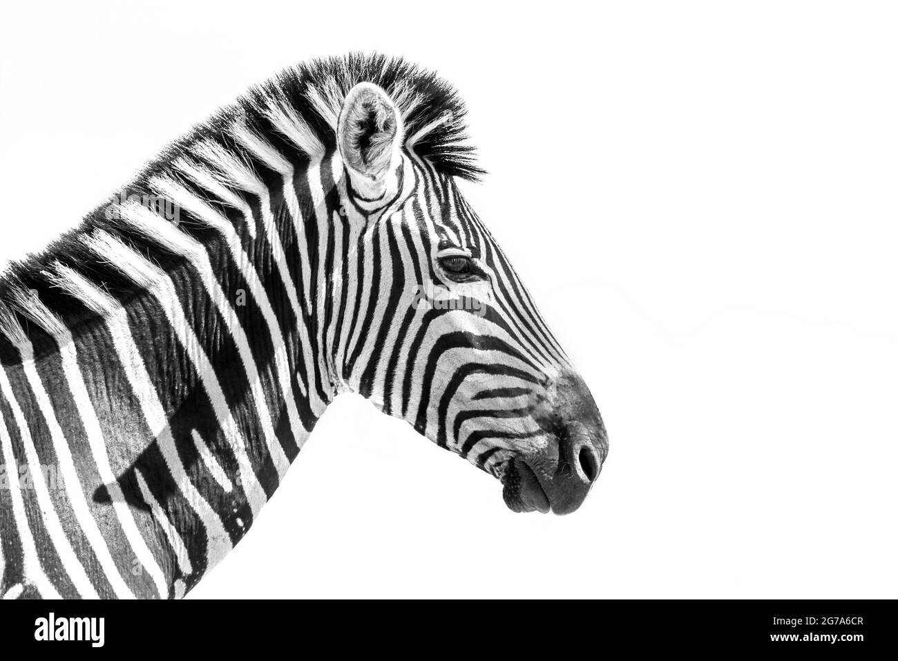 Ebene Zebraporträt isoliert auf weißem Hintergrund; specie Equus quagga burchellii Familie von Equidae Stockfoto