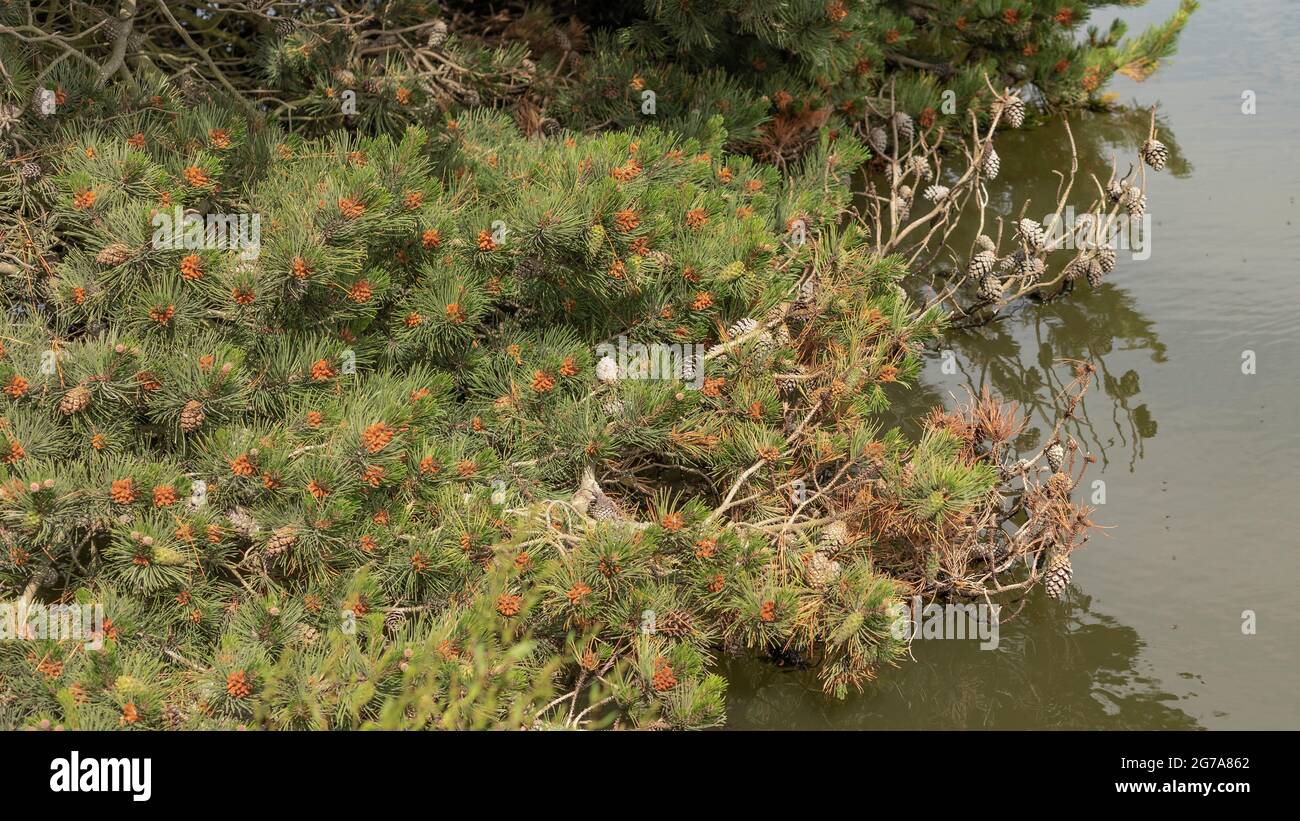 Tannenzapfen in der Nähe eines Teiches Stockfoto