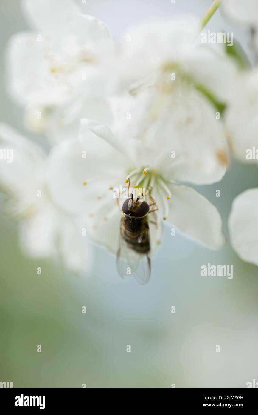 Schwebfliege (Scaeva pyrastri) auf Kirschblüte, unscharfer heller Naturhintergrund Stockfoto