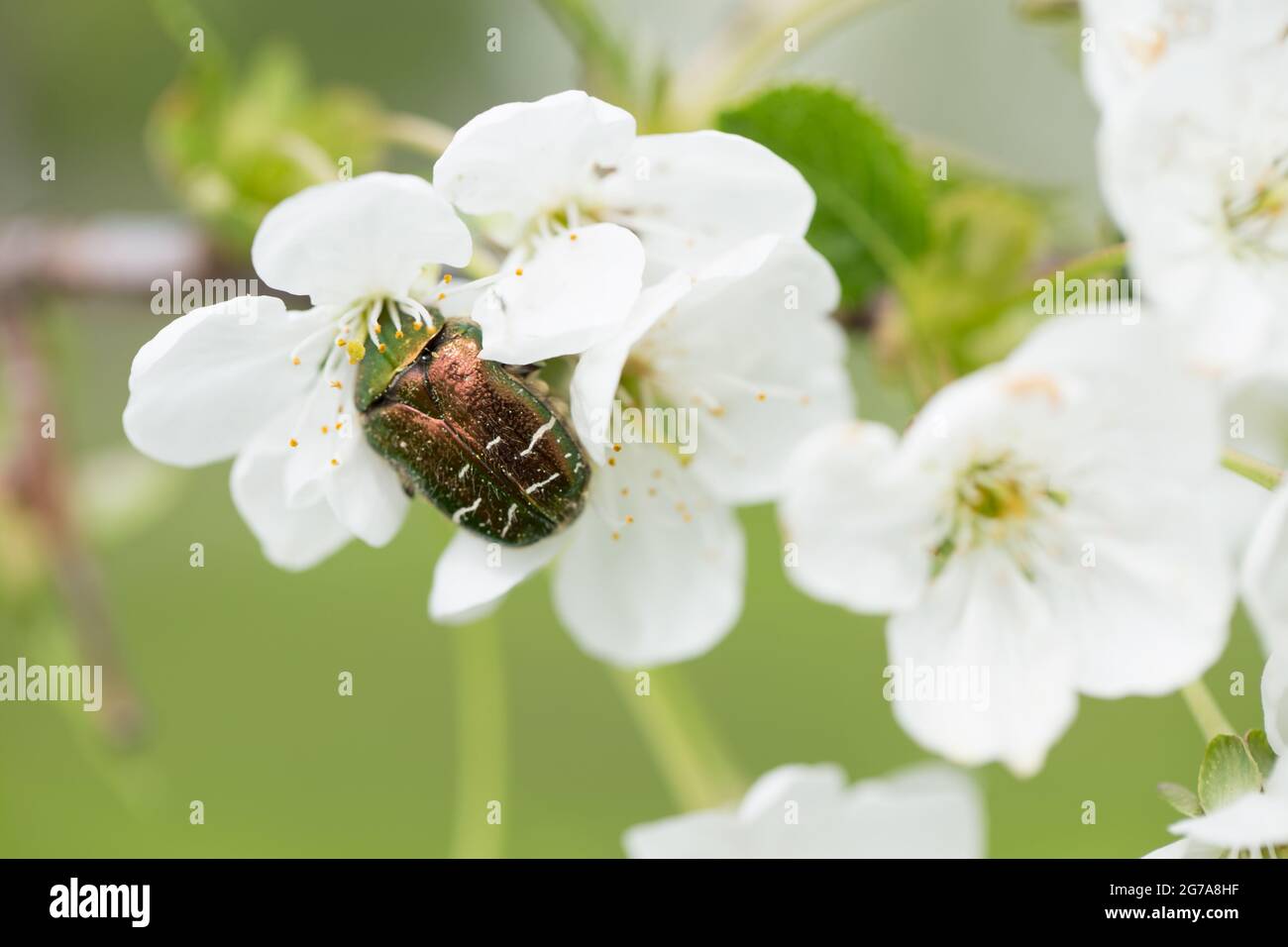 Rose Chafer (Cetonia aurata) auf Kirschblüte Stockfoto