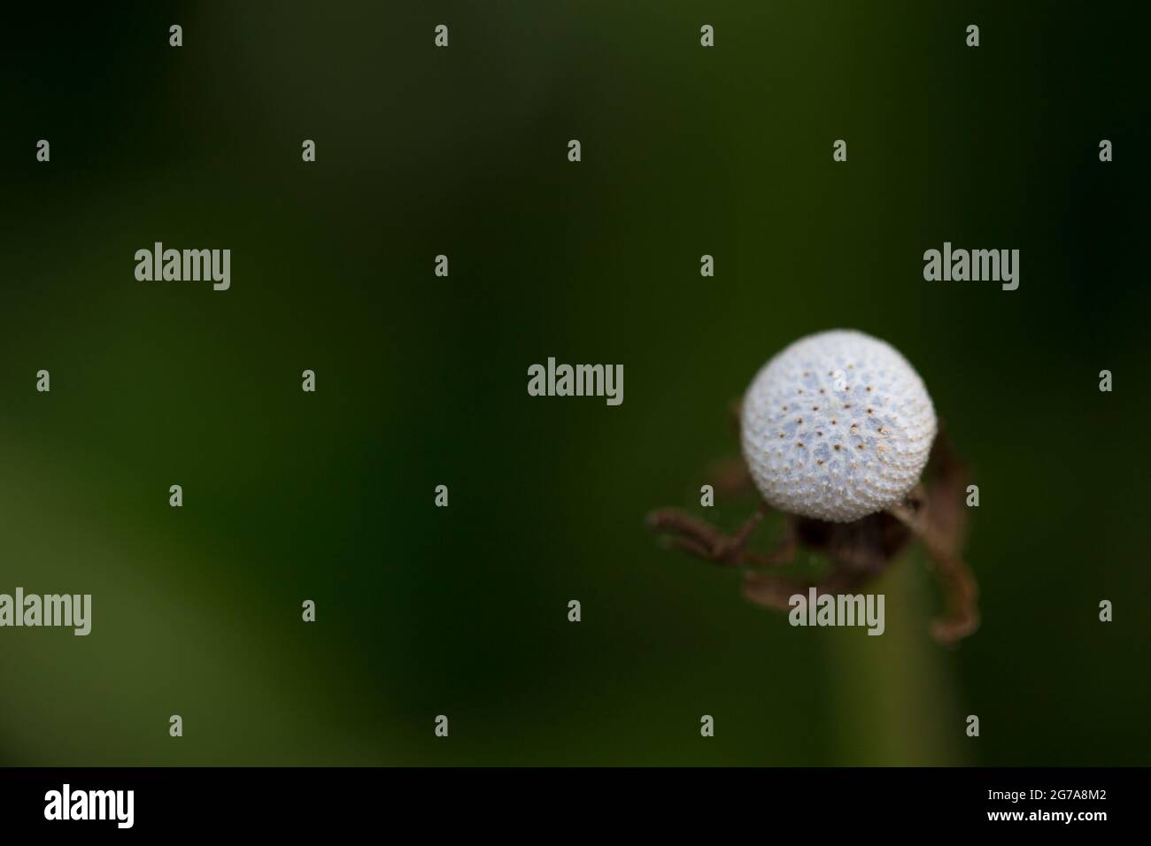 Verwelkte raue Hawkbit, unscharfer natürlicher Hintergrund Stockfoto