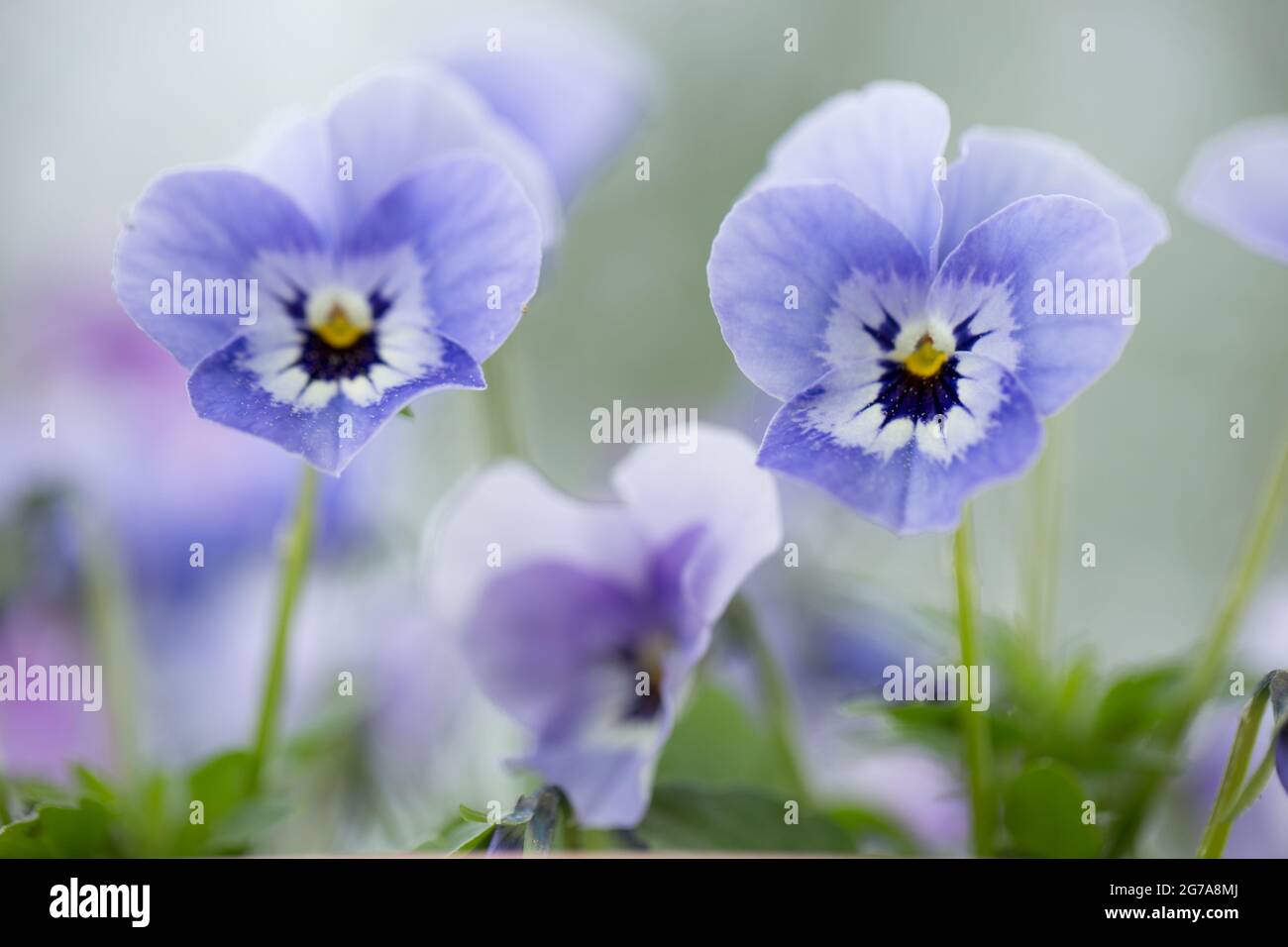 Nahaufnahme von Pansy Flowers, pastellviolett, verschwommener Naturhintergrund Stockfoto