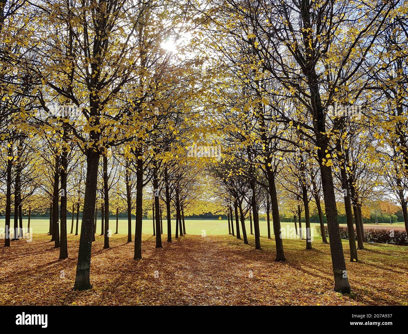 Bäume im Hintergrund im Riemer Park Stockfoto