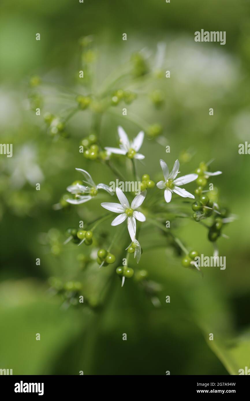 Knoblauchblüte (Allium ursinum) Stockfoto