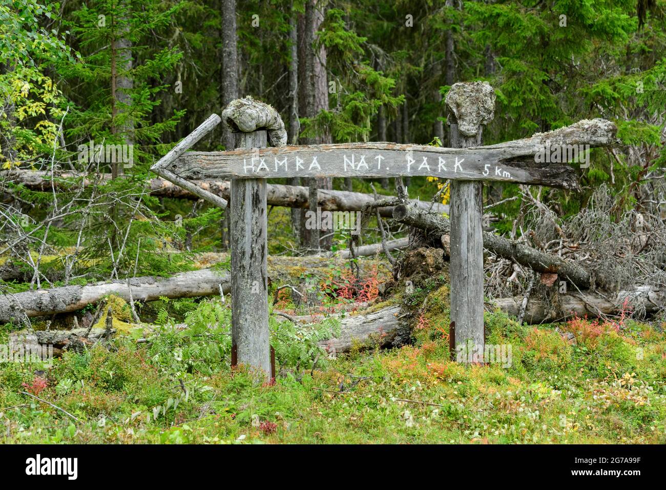 Natürlicher Wegweiser aus Holz zum Hamra-Nationalpark, Schweden Stockfoto