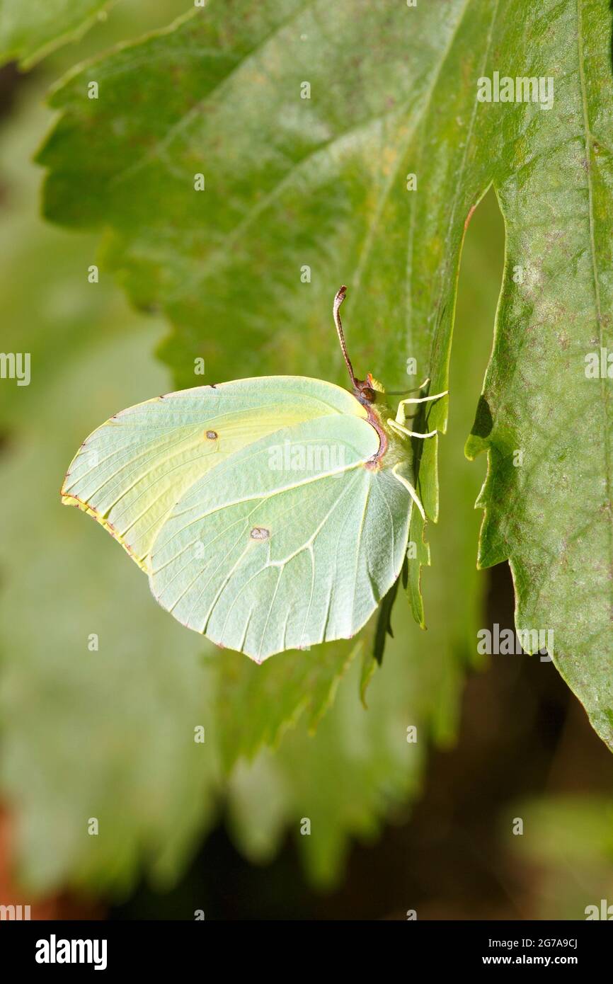 Der Kleopatra-Schmetterling (Gonepteryx cleopatra) ließ sich auf einem Walnussbaumblatt nieder Stockfoto