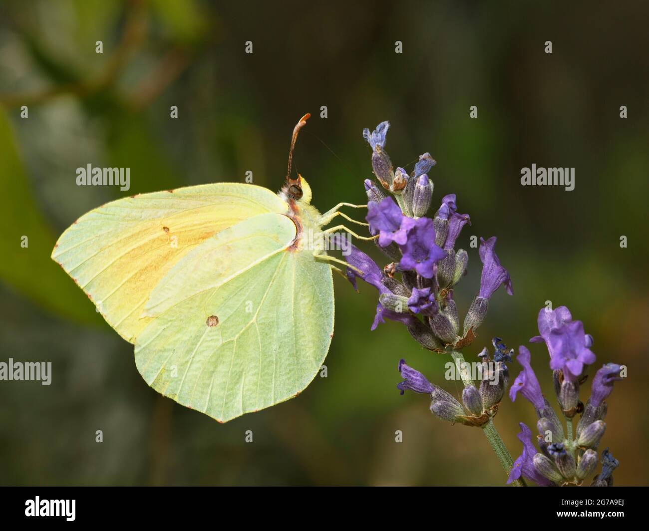 Kleopatra-Schmetterling (Gonepteryx cleopatra), der sich von einer Lavendelblüte ernährt Stockfoto
