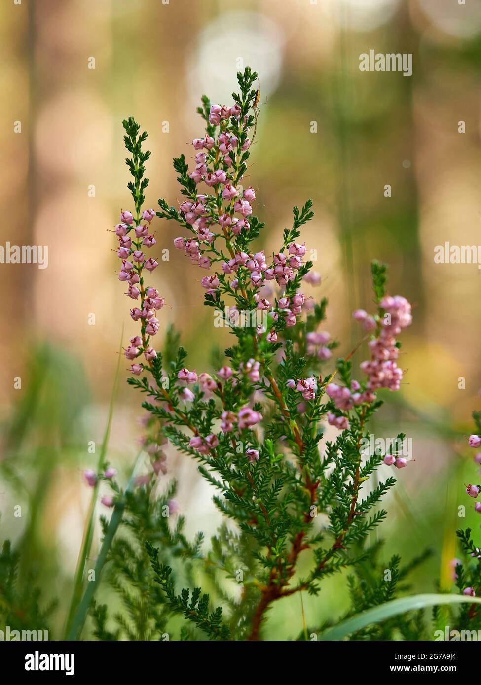 Heidekraut, Calluna vulgaris Stockfoto