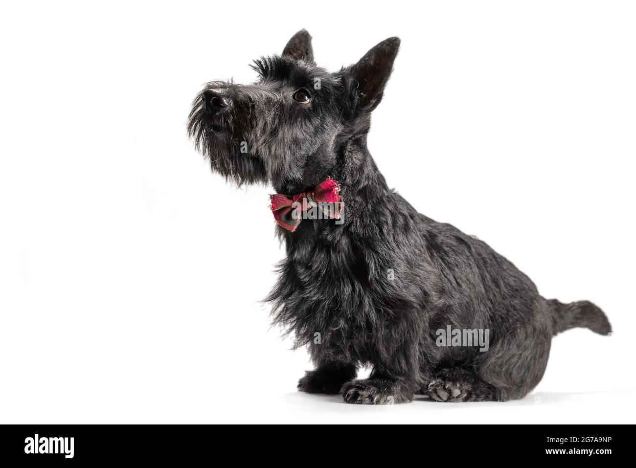 Schwarzer schottischer Terrier-Welpe auf weißem Hintergrund im Studio Stockfoto