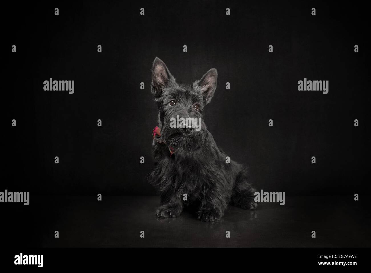 Schwarzer schottischer Terrier Welpe auf dunklem Hintergrund Studioaufnahme Stockfoto