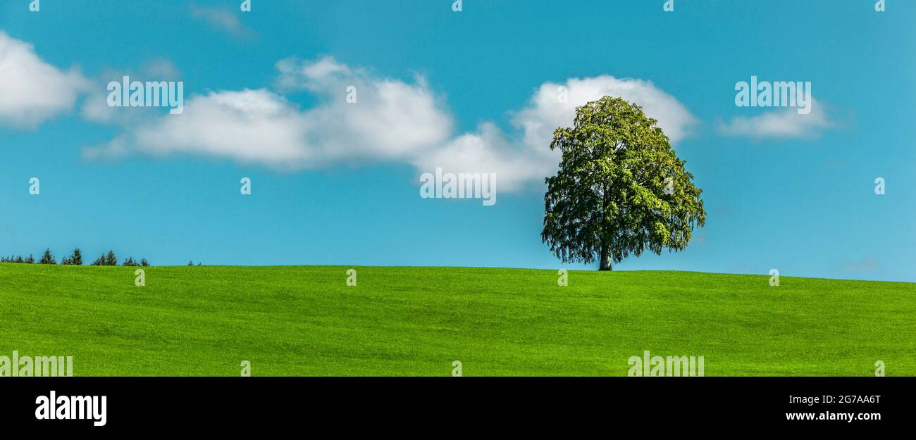 Baum auf einem Hügel mit blauem Himmel Stockfoto