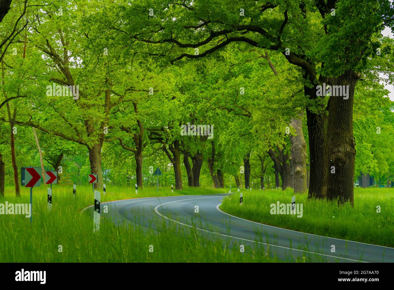 Landstraße im Frühjahr, große alte Eichen am Straßenrand Stockfoto