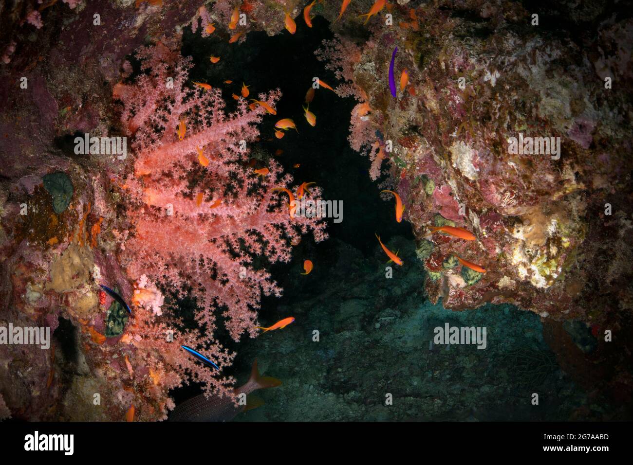 Unterwasserlandschaft am Roten Meer. Korallenriff in der Nähe der Makadi Bay, Ägypten Stockfoto