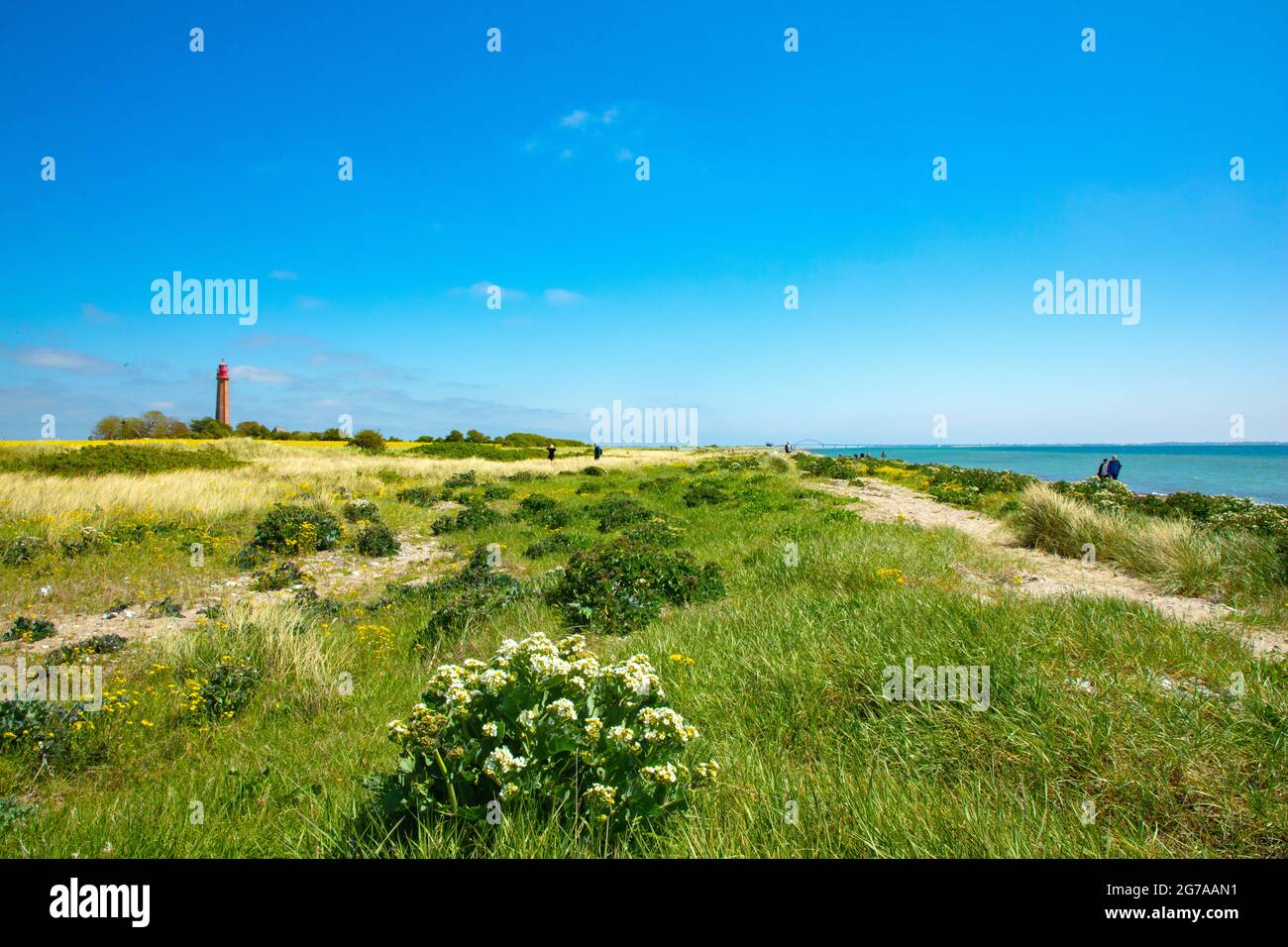 Schleswig-Holstein, Insel Fehmarn in der Ostsee. Flügge, Blick über den blühenden Naturstand, Strand an der Brücke, zum Leuchtturm Flügger. Stockfoto