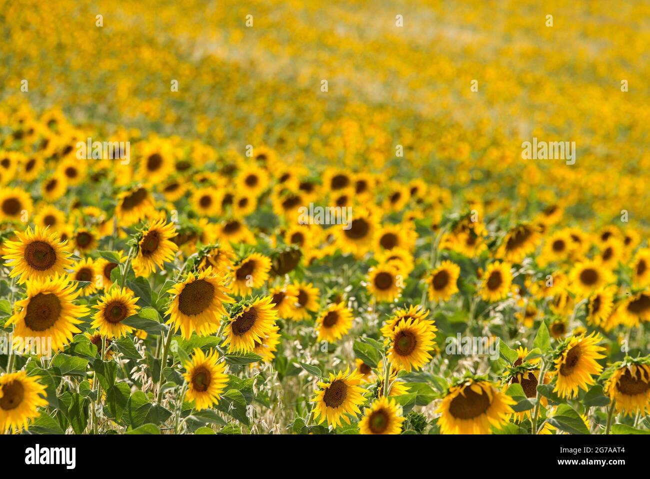 Sonnenblumenfeld in der Nähe von Valensole, Provence, Frankreich, Provence-Alpes-Cote d'Azur, Departement Alpes-de-Haute-Provence Stockfoto