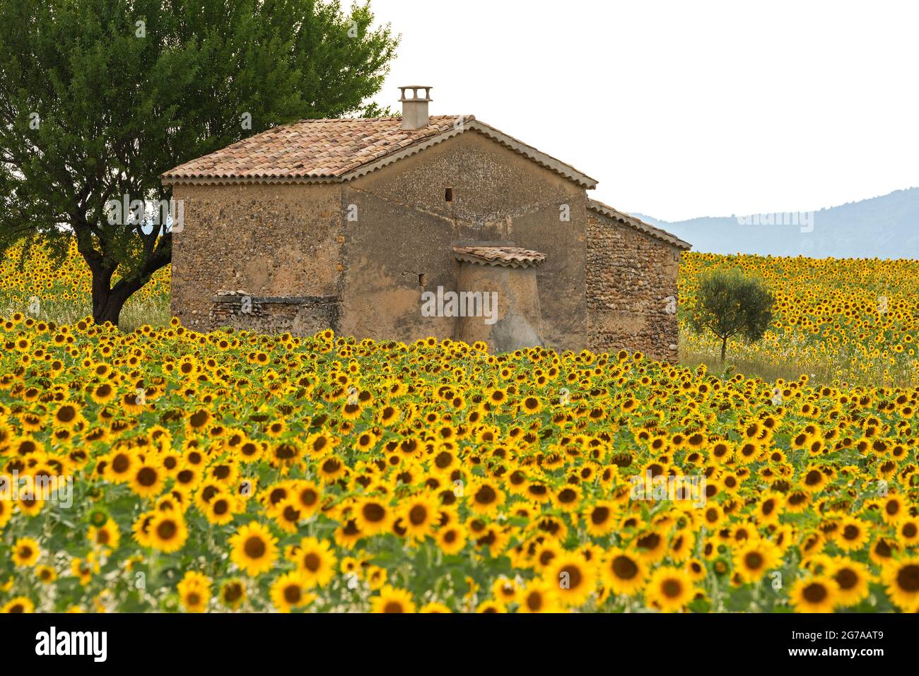 Steinhaus in einem Sonnenblumenfeld in der Nähe von Valensole, Provence, Frankreich, Provence-Alpes-Cote d'Azur, Departement Alpes-de-Haute-Provence Stockfoto