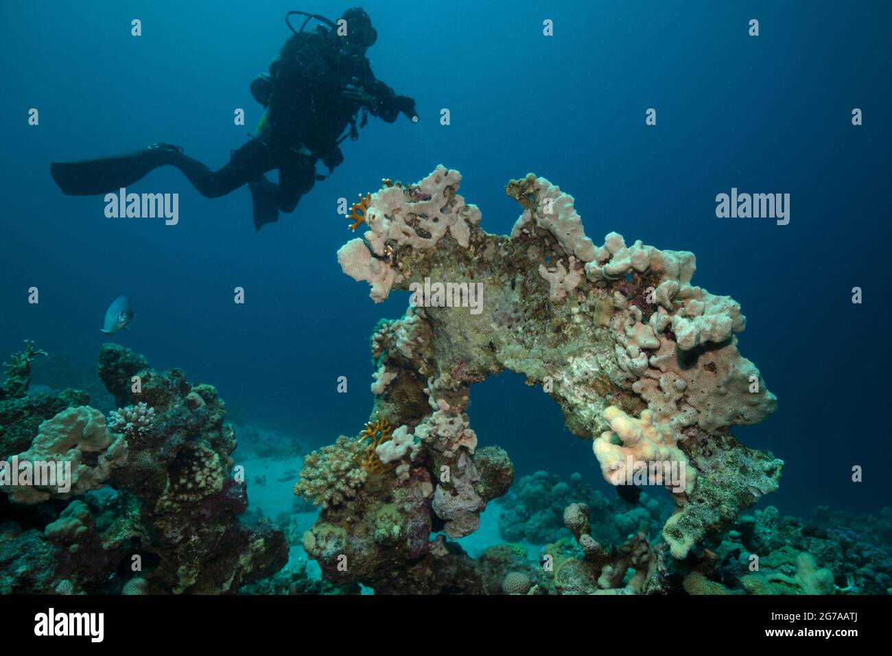 Unterwasserlandschaft am Roten Meer. Korallenriff in der Nähe der Makadi Bay, Ägypten Stockfoto