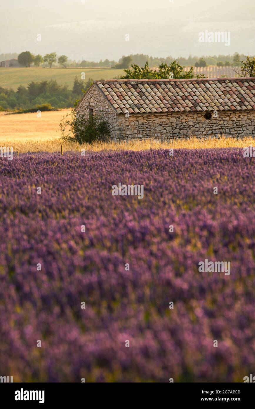 Steinhaus in den Lavendelfeldern bei Ferrassières, Abendlicht, Frankreich, Auvergne-Rhône-Alpes, Département Drôme, Hochebene d–´Albion Stockfoto