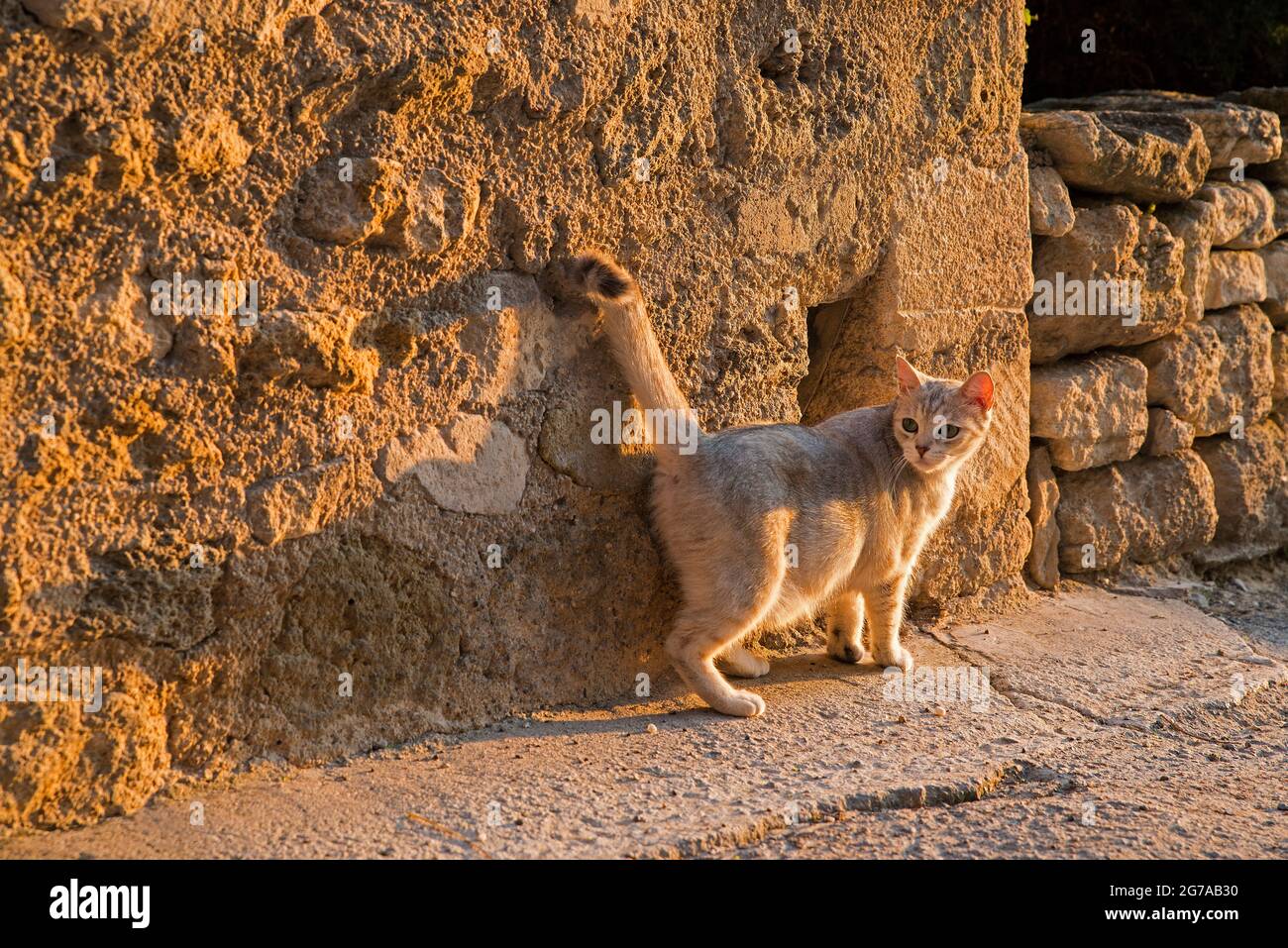 Katze in Ménerbes, Abendlicht, Frankreich, Provence-Alpes-Côte d'Azur, Vaucluse Department Stockfoto