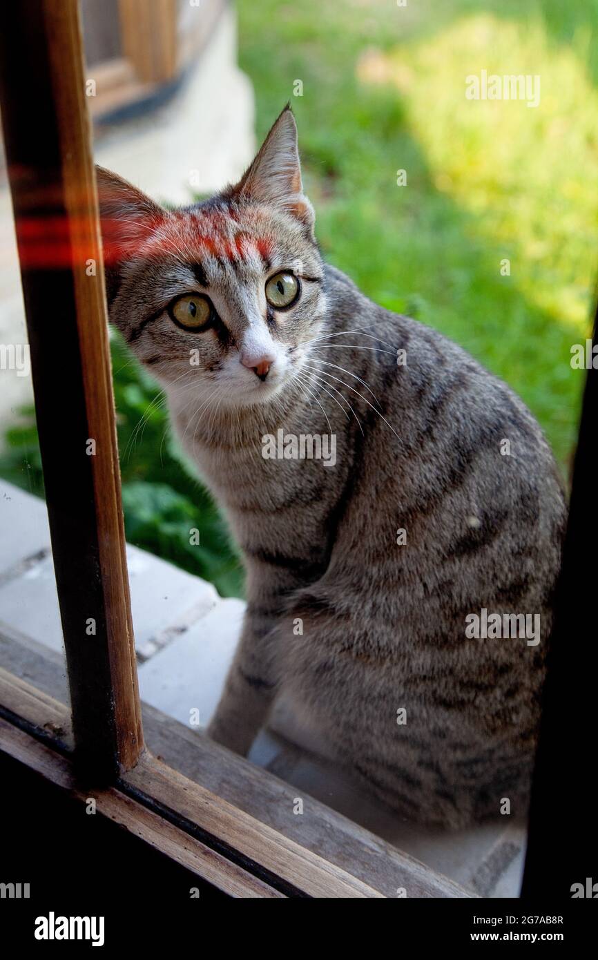Katze sitzt hinter dem Fenster Stockfoto