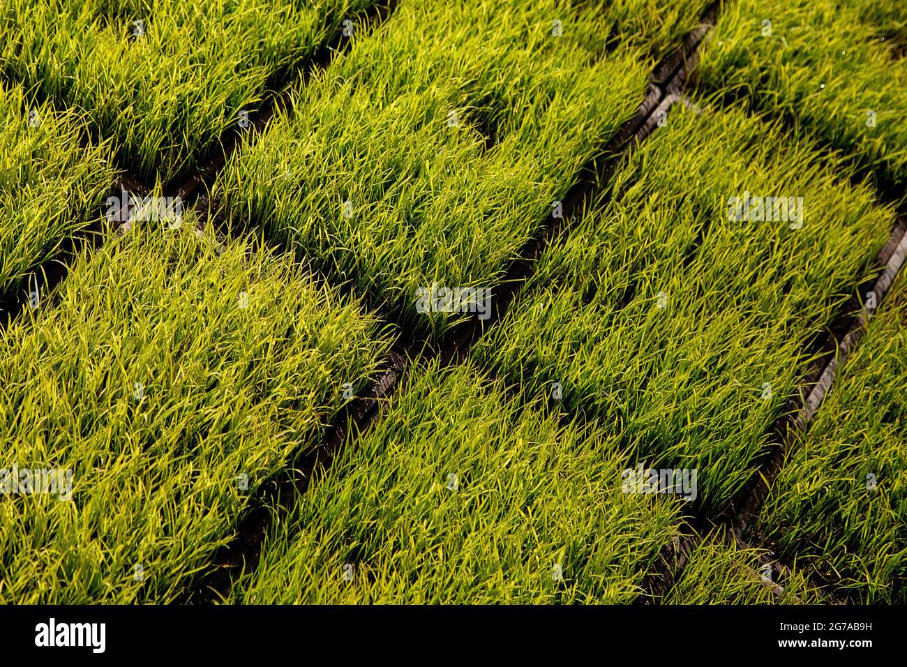 Ein wichtiger Teil der persischen Küche ist Reis, der beste Reis der Welt, der Sadri-Reis. Die Ernte findet von April bis Ende Juli statt, hauptsächlich in den Provinzen Gilan und Mazandaran. Stockfoto