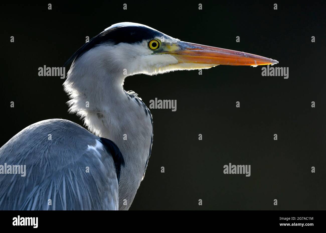 Graureiher (Ardea cinerea), Tierportrait, Stuttgart, Baden-Württemberg, Deutschland Stockfoto